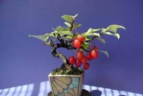 观果盆景你养了吗