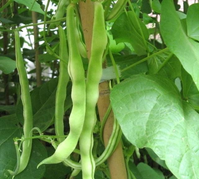 种豆角总是产量低?胡乱浇水是原因,学会小技巧