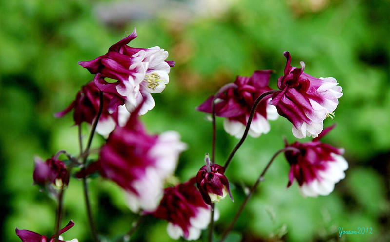 4月13日起 这些星座运势平稳 桃花来临 做事顺心 运势 感情 白羊 新浪新闻