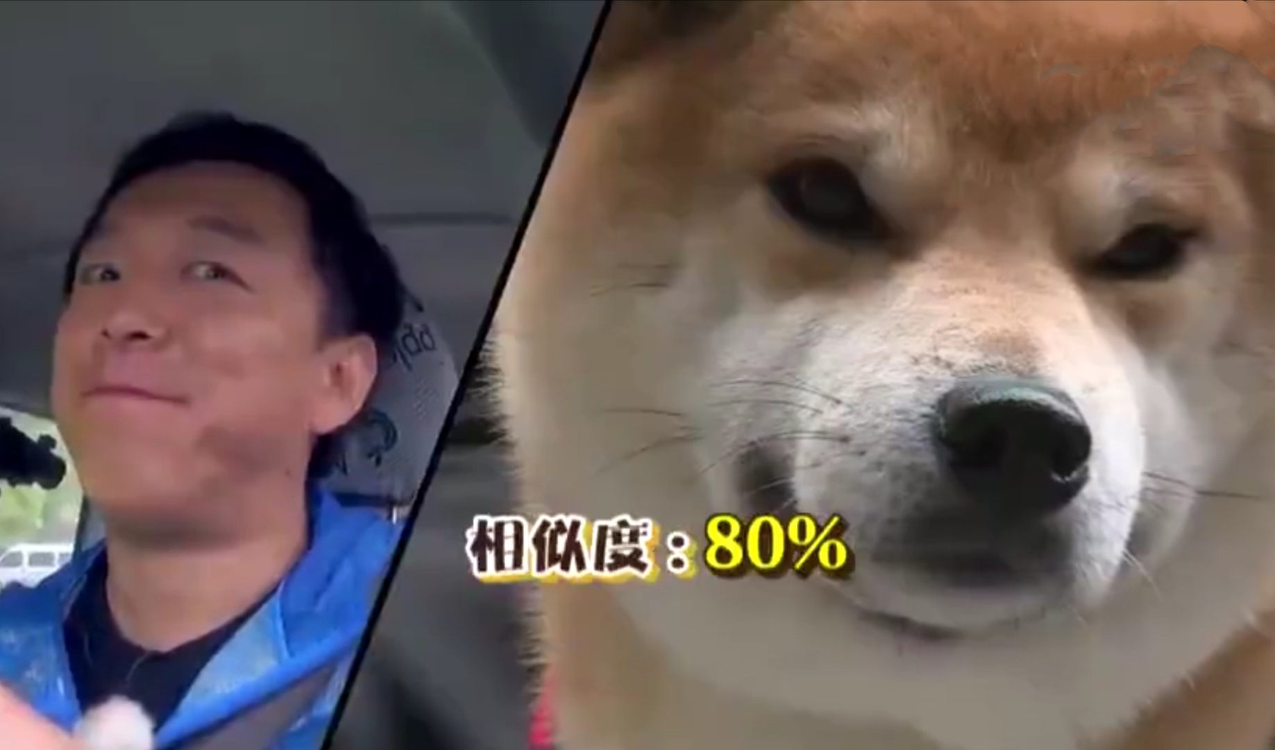 而黄渤老师的好友孙红雷,曾看到柴犬和黄渤长的很像,直接给柴犬穿上了