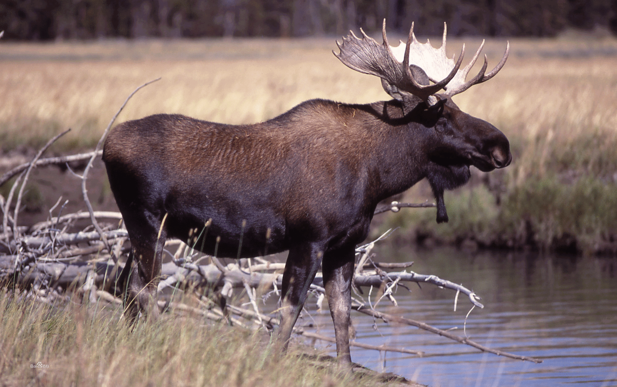 野兽,重达一吨比犀牛还要高,镜头拍下全过程,当地人在发现这种动物的