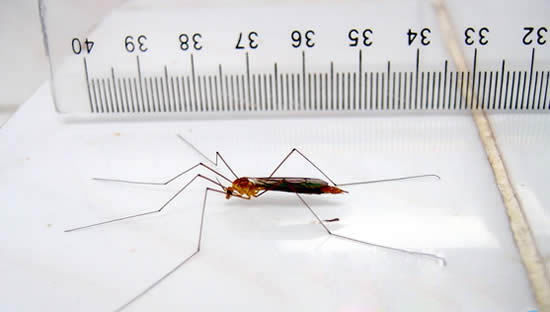 世界上最大的蚊子远古巨蚊长达恐怖的04米