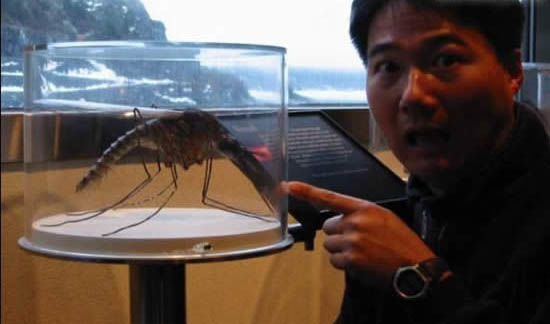 世界上最大的蚊子远古巨蚊长达恐怖的04米