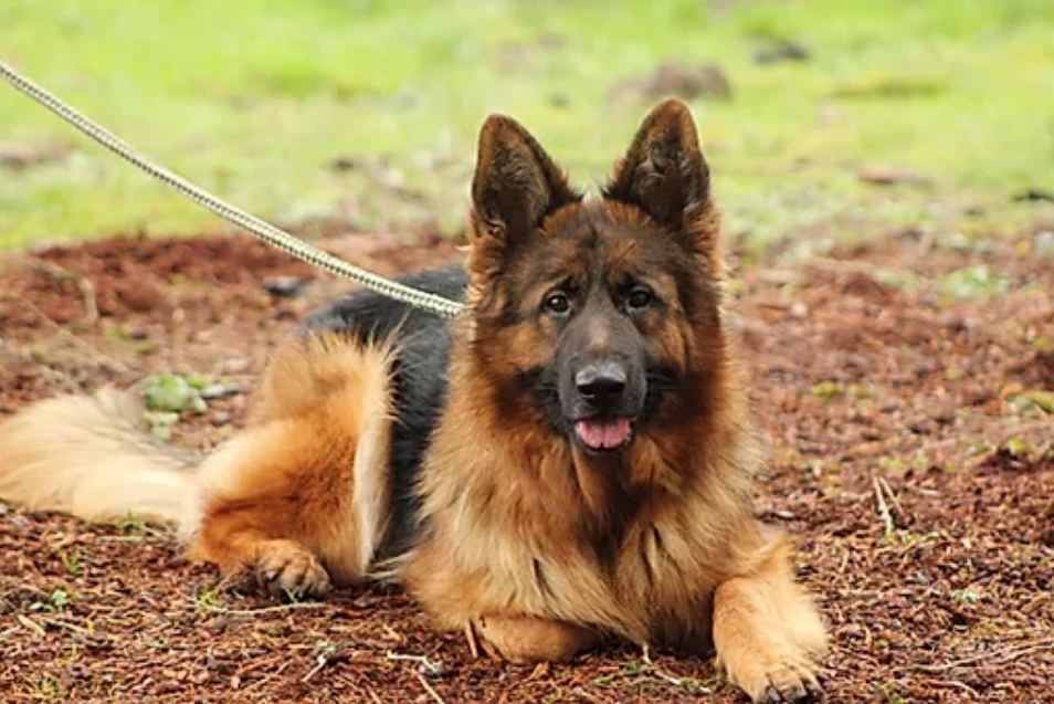 为啥养德牧会很累?这5点太能"折磨"人,养狗可不是自找麻烦!