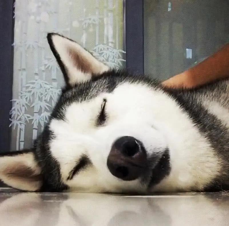 二哈一身酒气瘫倒在地,抓它趴马桶上狂吐:有啥想不开的?