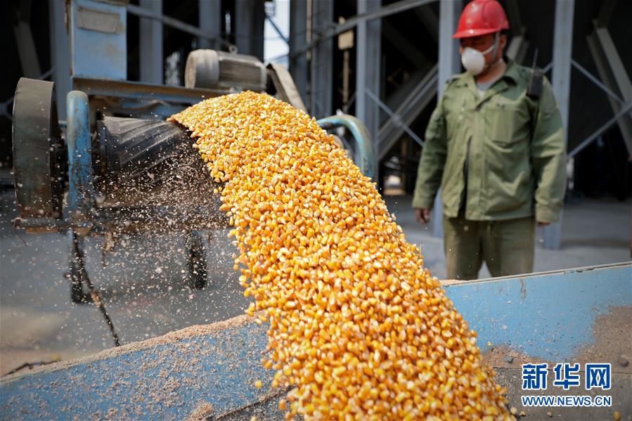 台安县新开河粮食储备库,玉米从传送带装载到货车上,运往粮食加工企业