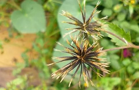 又称鬼骨针,刺刀草,盲肠草,一袋针,贴身草,岳母针等.当