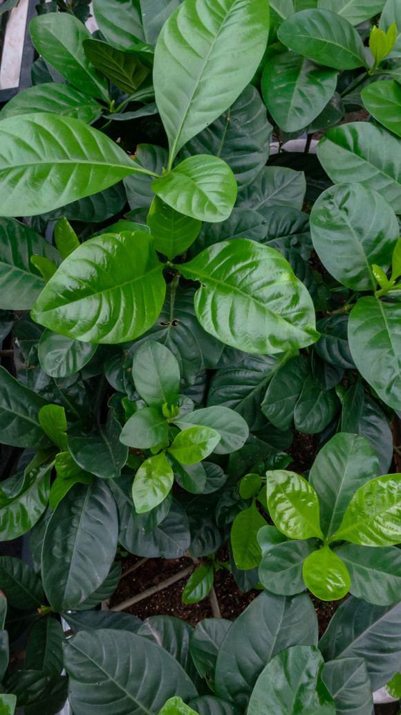 栀子花养爆开学会巧用肥浇软水叶子墨绿开花多