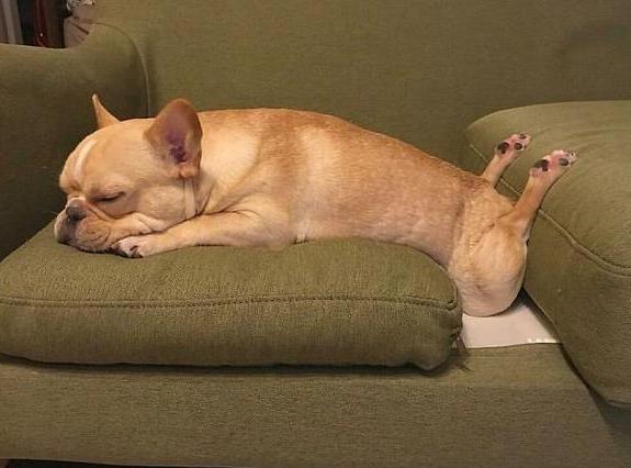 狗狗睡姿大比拼原来困成狗是真的看一次笑一次