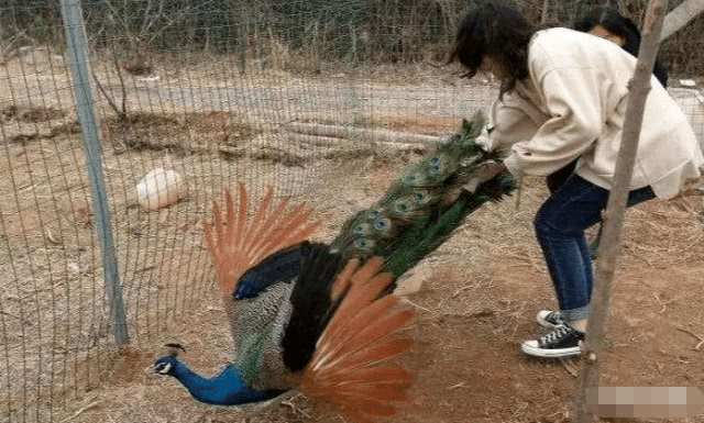 孔雀啄瞎5岁孩子眼睛父母索赔无果,动物园老板为啥去拔孔雀毛?