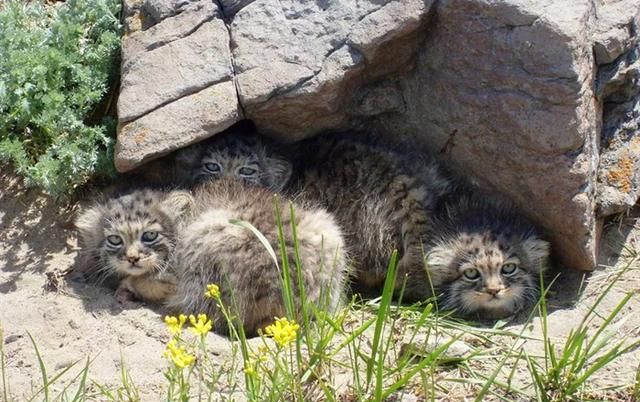 相貌凶悍的兔狲