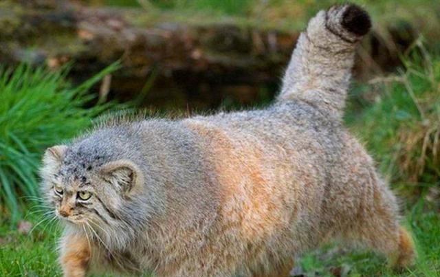 相貌凶悍的兔狲|野生动物|兔狲|天敌_新浪新闻