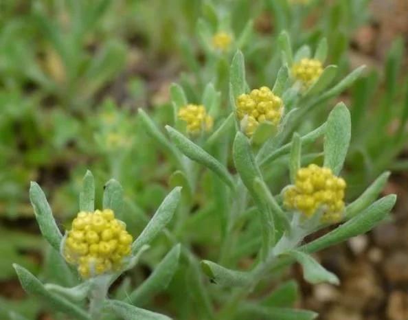 乡下俗称鼠耳草的野草如今价值珍贵不仅能吃还能当药材