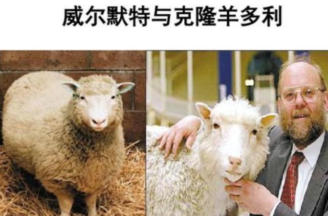 20年前全球第一例克隆羊多莉诞生曾经轰动全球如今怎样了
