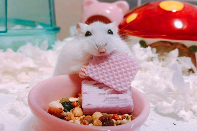 仓鼠也是吃货,馋嘴银狐爱上威化饼干,吃相让主人很为难|仓鼠|零食