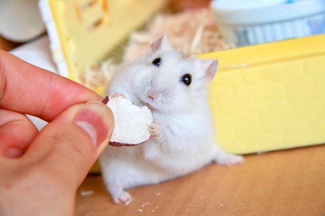 仓鼠也是吃货,馋嘴银狐爱上威化饼干,吃相让主人很为难