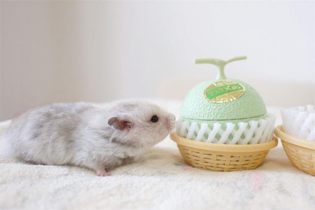 仓鼠遇到两个大水果,本想大饱口福,结果令鼠鼠很失望