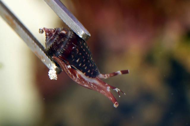 英国男子家中鱼缸藏着剧毒蜗牛谨慎救了他一命