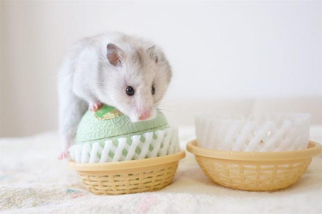 仓鼠遇到两个大水果,本想大饱口福,结果令鼠鼠很失望