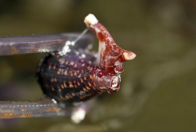 毒蜗牛的照片图片