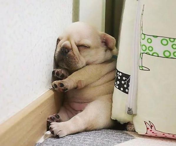 狗狗睡姿大比拼原来困成狗是真的看一次笑一次