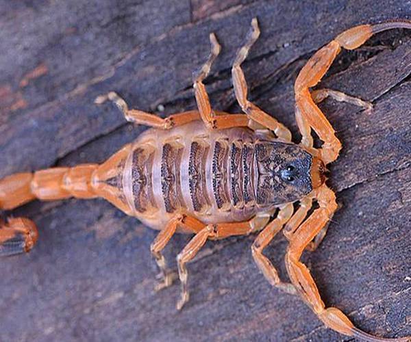 连虎鲸都害怕的杀人蝎毒针轻易贯穿身体毒液分分钟致命