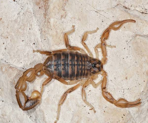 雷蝎,又叫布龙度蝎子,是志留纪一种长1公尺的水生蝎子.