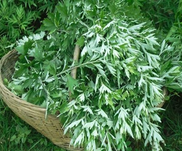 春天的野菜都是天然药常吃好处多多散气化毒活血化瘀