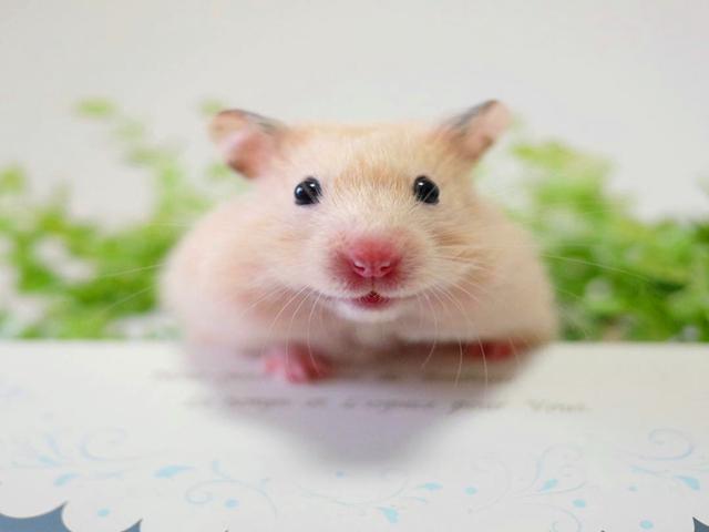 仓鼠变脸太快,只要有好吃的,鼠鼠立刻笑容满面