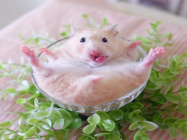 仓鼠变脸太快,只要有好吃的,鼠鼠立刻笑容满面