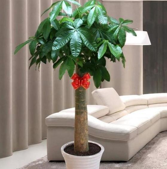 客厅盆栽发财树黄叶又烂根?抓住3点需求,家里再穷也不怕