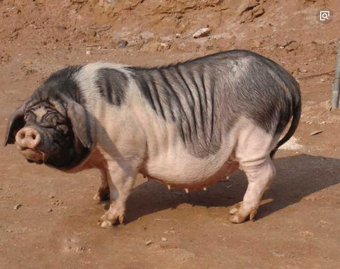 男子网购"迷你猪", 养了三个月后无语了, 果断将其做成美味