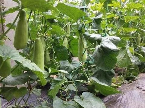 羊角蜜好吃又营养 掌握高产种植模式 一棵能结好多个 羊角蜜好吃又营养 掌握高产种植模式 一棵能结好多个