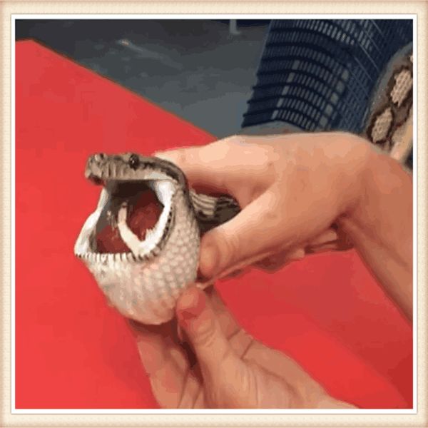 救生员发现蛇嘴巴被卡住, 谁知掰开嘴巴后,发现这东西