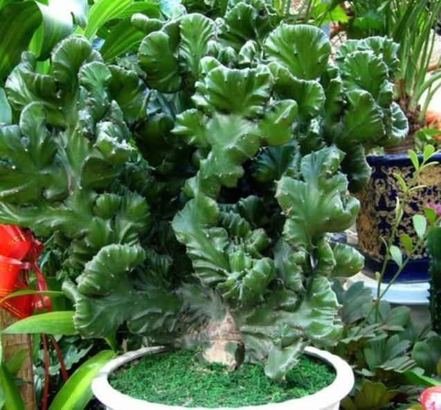 一听麒麟似神兽,这花养在家里合适吗?真的能镇宅吗