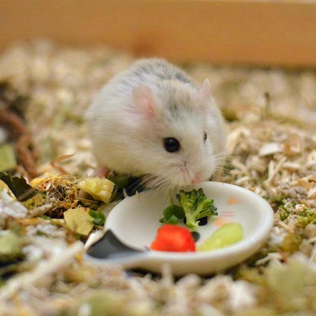 仓鼠生来爱运动,即使没有跑轮,鼠鼠在洗手池里照样玩得欢