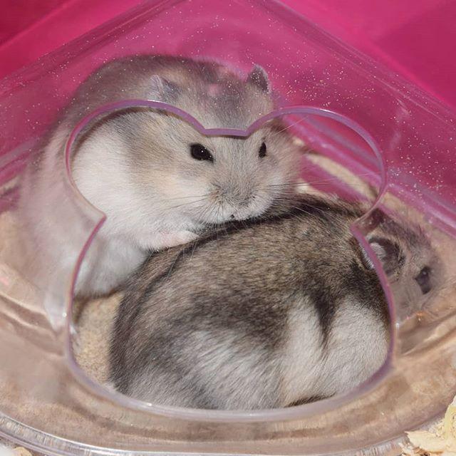 仓鼠并非完全呆萌可爱,在领地与异性面前,鼠鼠也有自私的一面