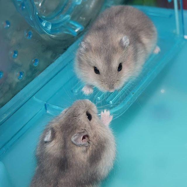 仓鼠并非完全呆萌可爱,在领地与异性面前,鼠鼠也有自私的一面