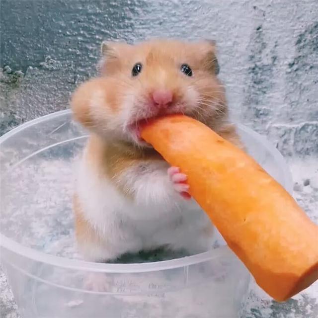 仓鼠有多么爱吃?一根胡萝卜不在话下,直到颊囊塞满才会罢休