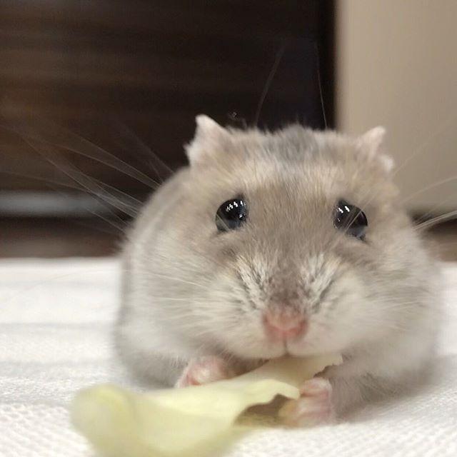 仓鼠满脸委屈,为了吃上一口白菜,被主人尽情"撸鼠"