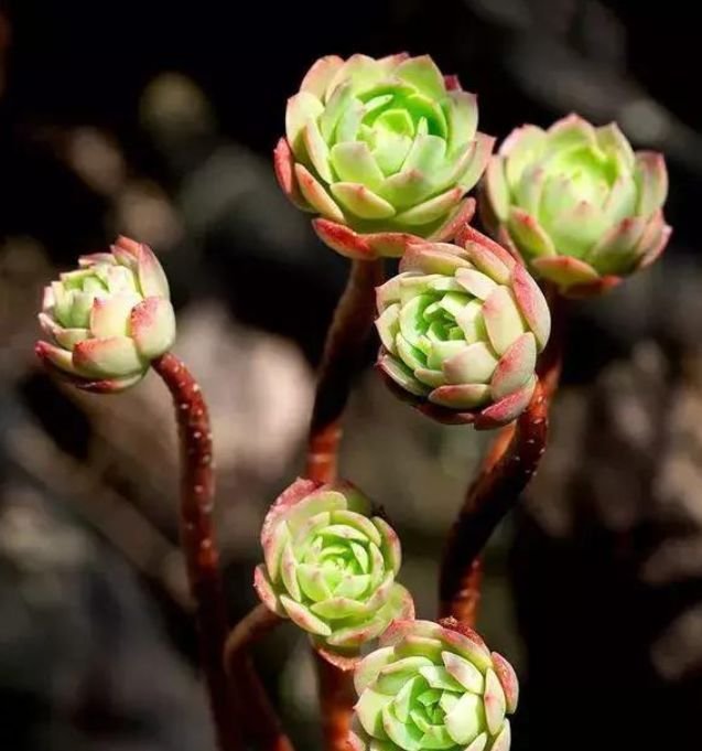 绿蔷薇多肉老茎紫红色,叶子为黄绿系多肉,叶型有点像蔷薇花朵,因此被