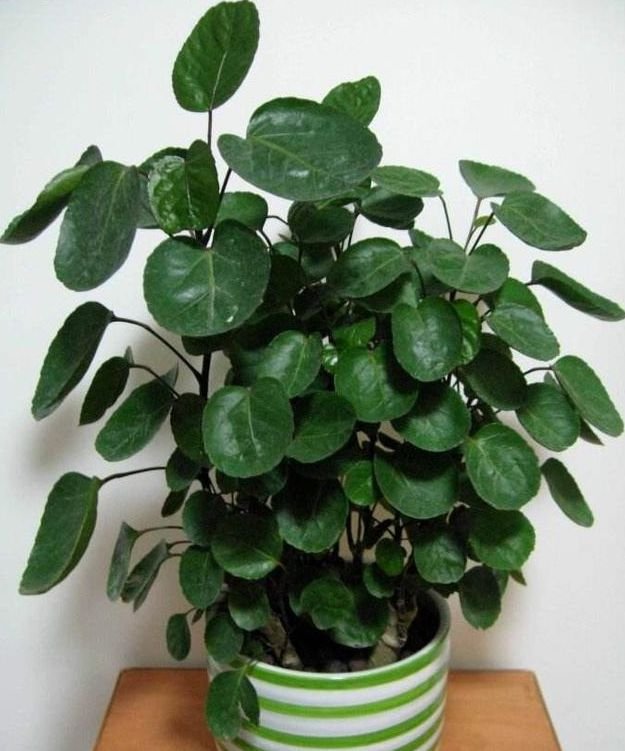 此种花很好养,耐热耐晒更耐旱,浇水就疯长,开花爆盆很容易|福禄桐