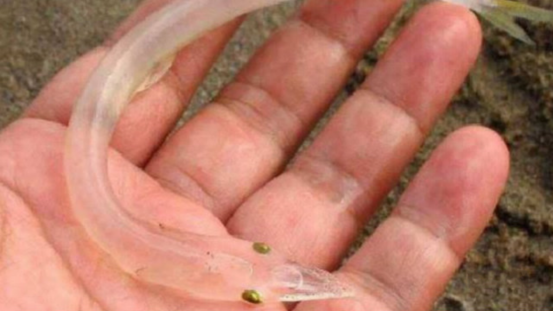 地球上最没隐私的鱼:全身透明如同一块玻璃,网友:它吃什么东西