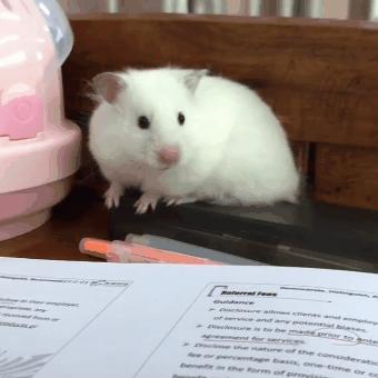 仓鼠:主人,你倒是看书呀,我脸上又没有字,你看我干嘛,快看书吧!