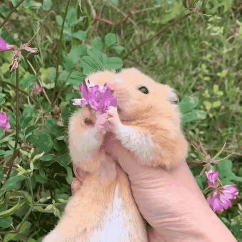 带仓鼠去公园赏花,鼠鼠无心赏花只想吃花朵,主人无奈又担心