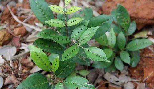 农村一野草,叶子两边长刺,摸不得,殊不知价值很珍贵|两面针|野草|植物