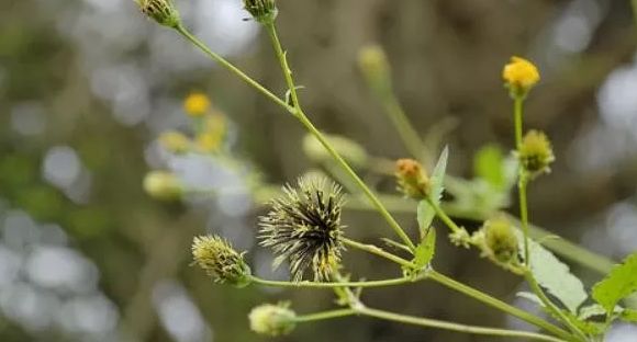一种野草能粘裤子,事实上整株植物都是珍贵的,我们以后应该珍惜