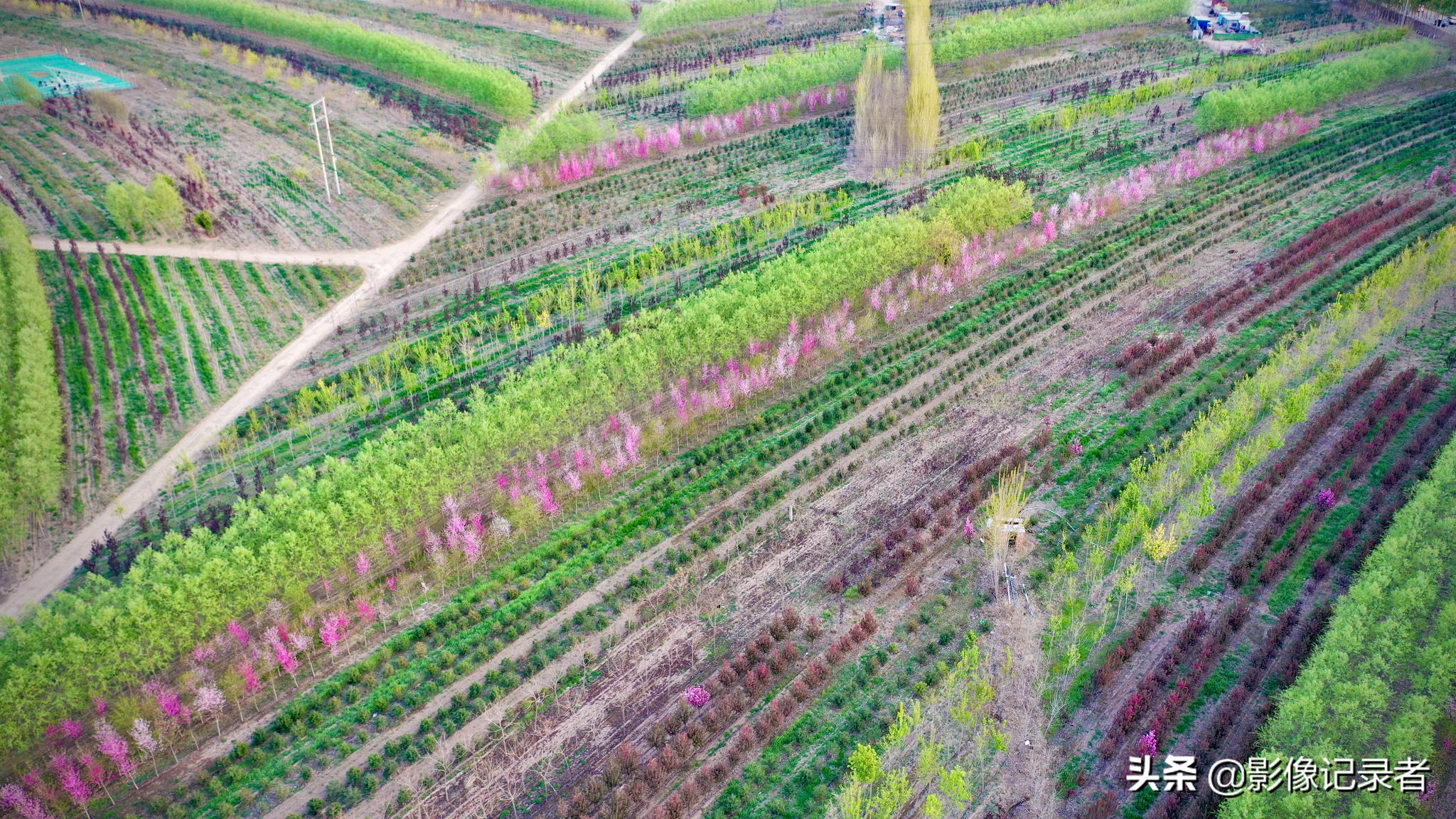 31万亩雄安秀林披彩装犹如wifi信号每棵树都有户口簿