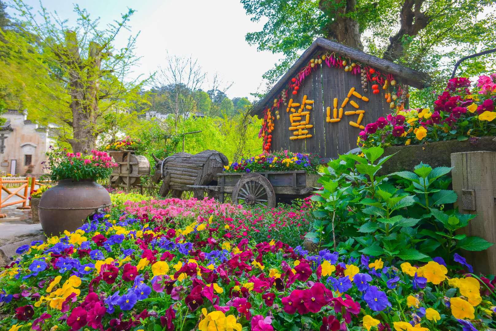 篁岭鲜花小镇4.0盛装上线