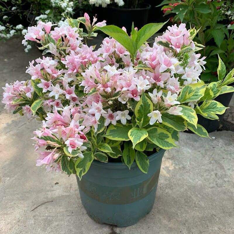 锦带花正迎来最旺期,繁花似锦好圆满,看着就满满幸福!